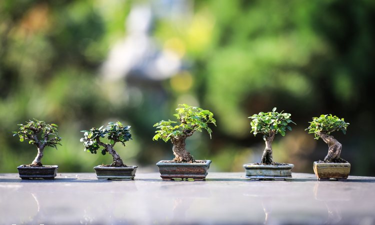 Bonsai (Pixabay)