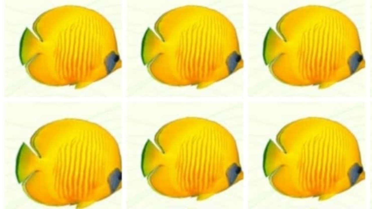 test pesce