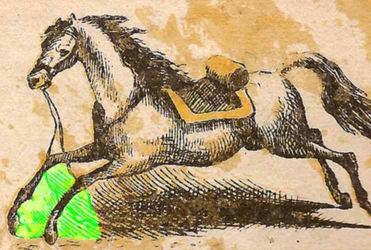 test visivo cavallo